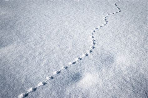 Line of Small Animal Tracks in the Snow Stock Photo - Image of winter