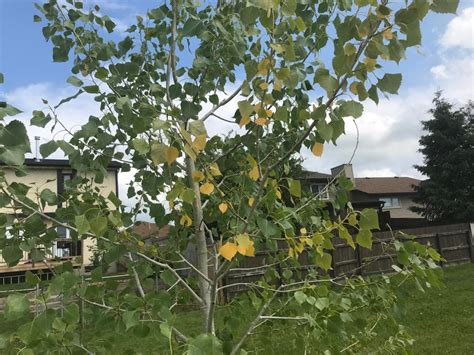 Are Yellow Leaves On Newly Planted Assiniboine Poplar Cause For Concern