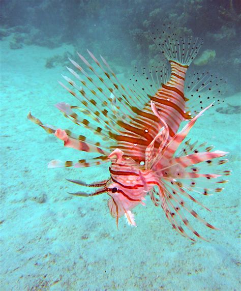 Free Images Water Diving Lionfish Coral Reef Egypt Scorpionfish