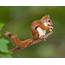 Red Squirrel  Wayne Beauregard Photography