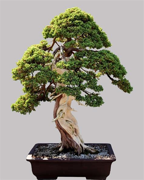 the complete bonsai juniper care guide hooked on bonsai