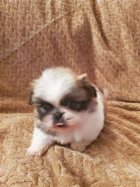 Pekingese Puppies For Sale Kingman AZ 510131 Petzlover