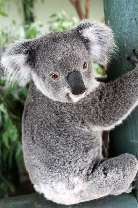 Oso De Koala Imagen De Archivo Imagen De Australiano 13216387