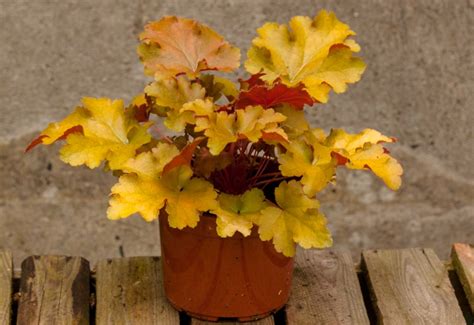 This plant is no longer for sale directly from terra nova® every revolution starts with a single player, and 'amber waves' was the first, warm amber. Heuchera 'Amber Waves' PBR - Żurawka 'Amber Waves'