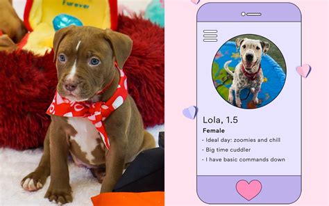 These Valentines Dating Profiles Of Pets Looking For A Home Will Melt