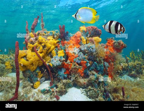 Colorful Sea Life Underwater Various Sponges With Tropical Fish