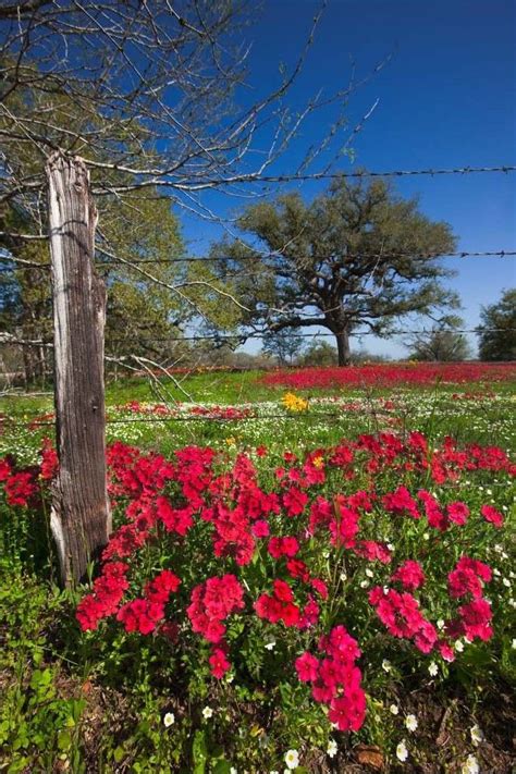 Maybe you would like to learn more about one of these? Spring in Texas! Beautiful Texas wildflowers in Dewitt ...