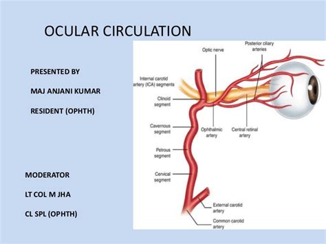 Ocular Circulation