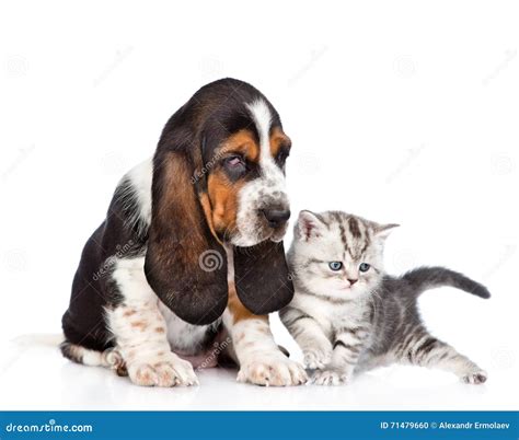 Basset Hound Puppy Sitting With Tabby Kitten Isolated On White Stock