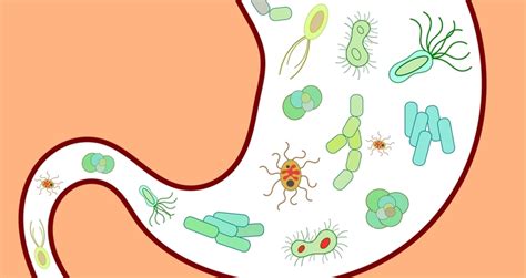 Gut Bacteria Not Just Genetics Linked To Asthma