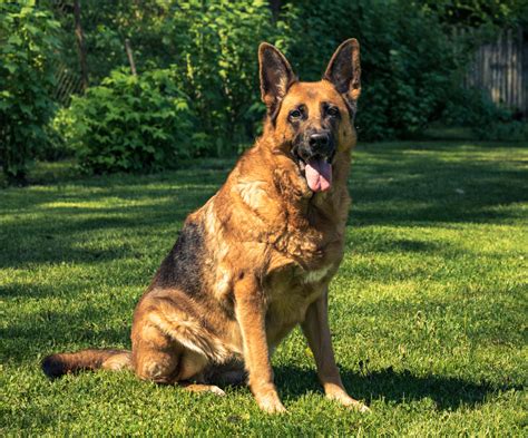 Trained German Shepherds Can Now Detect Coronavirus Researchers Say