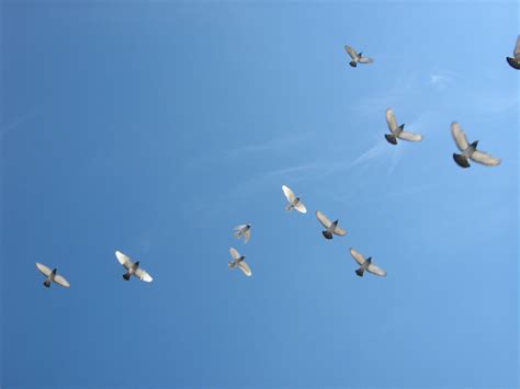 File:Flying-birds.jpg - Wikimedia Commons