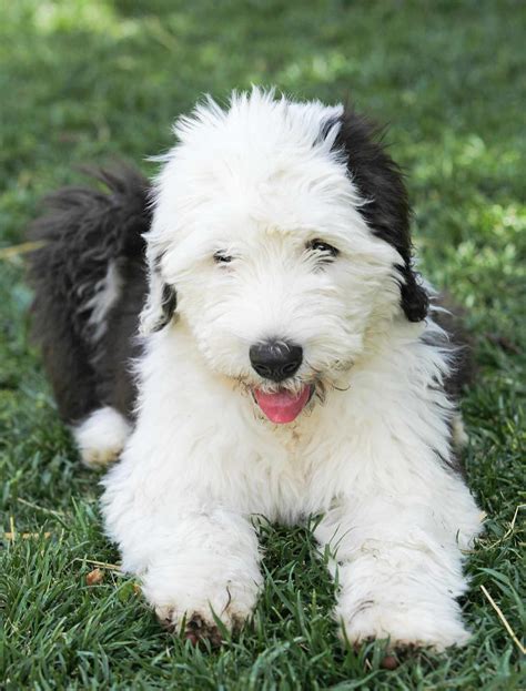 Old English Sheepdog Dog Breed Information And Characteristics Daily Paws