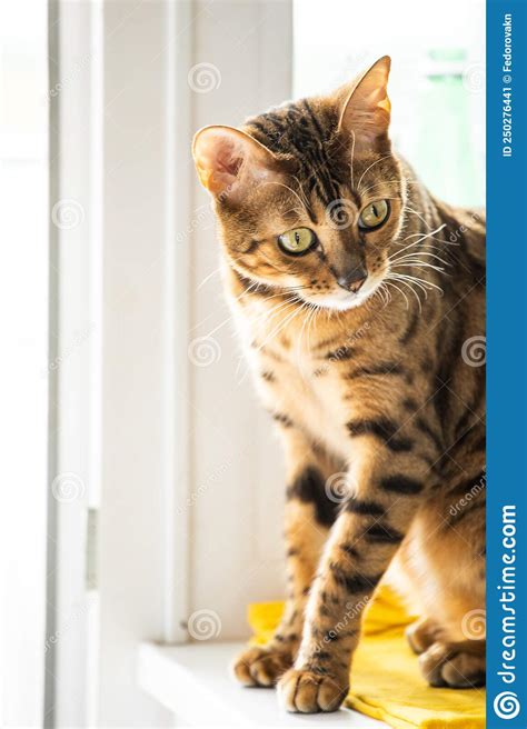 Portrait Of A Luxurious Bengal Cat Stock Image Image Of Front