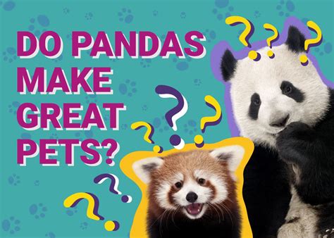 Do Pandas Make Great Pets Facts And Faqs Pet Keen