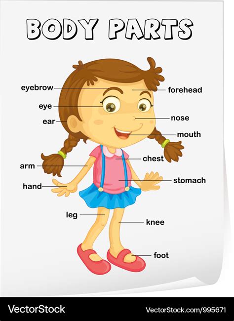 Premium Vector My Body Parts Educational Infographic Kids Poster