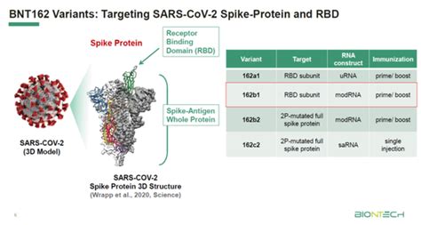 Biontech的产品开发方法已与eli lilly and company，genmab，sanofi，bayer animal health，genentech（roche group旗下），genevant和pfizer进行了七次合作，并通过150多家同行 2020年5月，biontech 与 辉瑞公司 合作研发的新冠肺炎疫苗（新冠病毒疫苗）开始进行人体实验。 乐华娱乐官网首页-辉瑞-BioNTech新冠疫苗1-2期结果积极