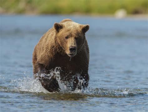 A Brown Bear Ursus Arctos Running In The Water Lizenzfreies Foto