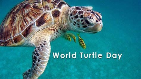 Tarikh Sambutan World Turtle Day 💖world Sea Turtle Day