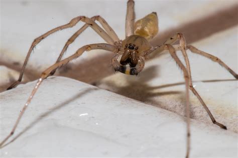 Long Legged Yellow Sac Spider Taken Near Ottawa Canada Rspiders