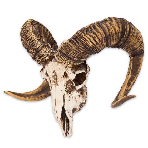 Bighorn Sheep Ram Skull Replica Life Sized Ram Skull Sheep Skull