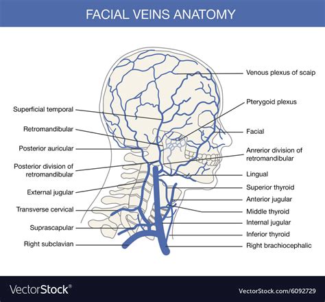 Human Facial Vein Royalty Free Vector Image Vectorstock