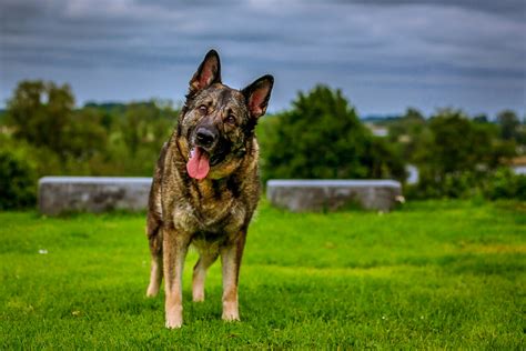 Select the traits that are important for you, then compare the recommended breeds to see how they differ. 8 Great Toys For German Shepherd Dogs | Animal Hub