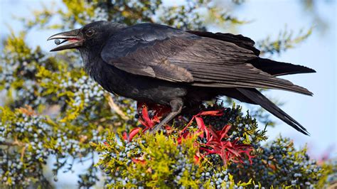American Crow Audubon Field Guide