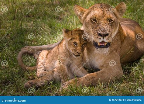 Lioness With A Lion Cub Stock Photo Image Of Nature 157212574