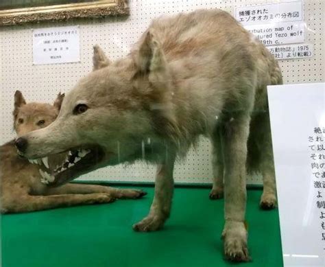 List Of Extinct Wolves From Dire Wolf To The Japanese Wolf