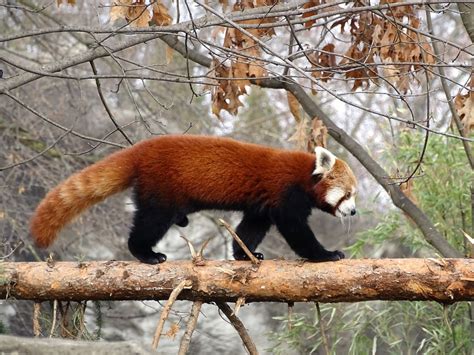 Animal Welfare A Red Pandas Eye View Detroit Zoological Society Blog