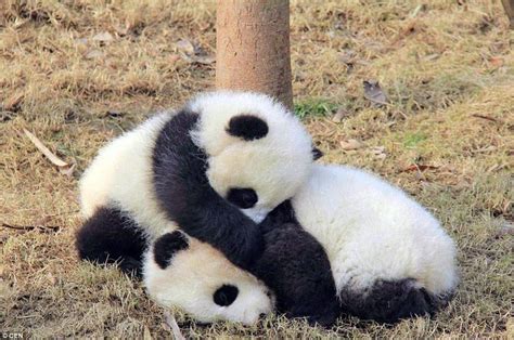 Calling All Panda Lovers Adelaide Zoo
