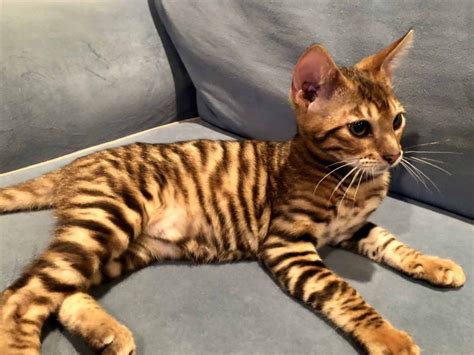 Toygers have an easily trained character and are laid back. Toygers For Sale - URBAN EXOTIC CATS