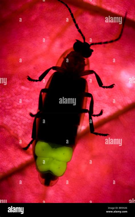 Firefly Lightning Bug Flashing Stock Photo Alamy