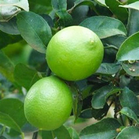 Top room amenities include a kitchenette, air conditioning, and a flat screen tv. Lime Kusaie: Dwarf | Key lime tree, Lime tree, Persian ...