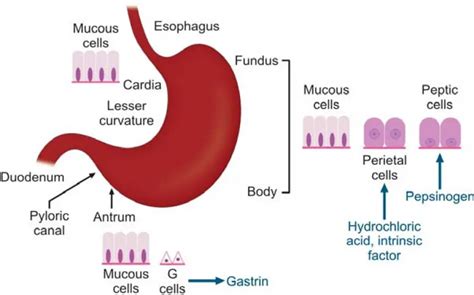 Normal Gastric Anatomy And Physiology