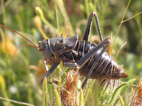 The Creature Feature 10 Fun Facts About The Armoured Bush Cricket Wired