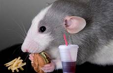 rat eating food rats fast people fat study same does being brain athletes dumbo am lead fasting diet aren stress