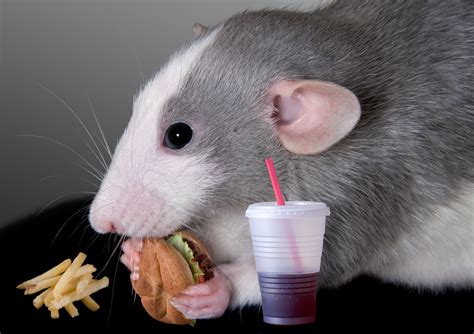 If you're still asking yourself what do rats eat, get in touch! What this Rat Study can Teach Us About Stress Eating ...