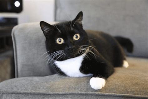 The committee for skeptical inquiry has written considerably regarding the cultural superstitions things went sour for cats by the 1600s when felines became associated with witchcraft. Tuxedo Cats Are Among the Most Intelligent, Fun Facts ...