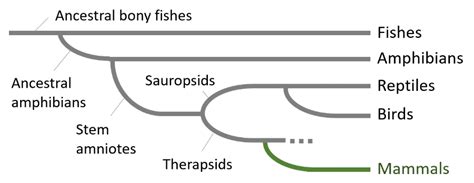 A Phylogenetic Tree Of Vertebrate Evolution A Diagram Showing The