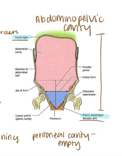 G23 Peritoneal Cavity Stomach Spleen Flashcards Quizlet