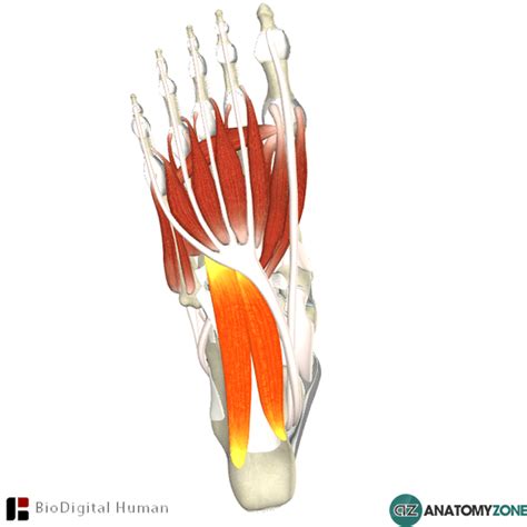 Maybe you would like to learn more about one of these? Front Leg Musclevtendon - lamnue