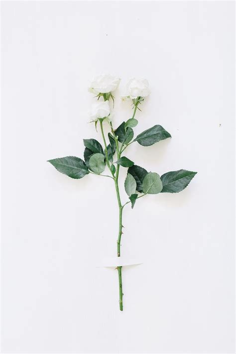Hi hab schon lange genug gegoogelt und jetz will ich mal genau wissen wie man ein bild transparent macht. spray rose | Rosentapete, Hintergrund weiß