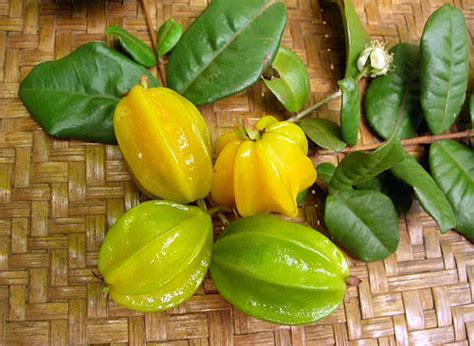 11 Frutas da Mata Atlântica que Todo Brasileiro Deveria Conhecer