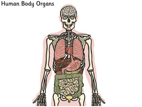 Imagequiz Parts Of The Body