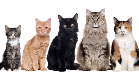 How Many Different Cat Breeds Are There In The World