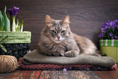 At highlands pet hospital, we believe in maximizing your pet's health, wellness, and quality of life. cat health Archives | The Whole Pet Vet Hospital and ...