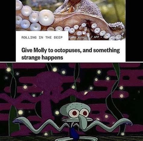 The Best Octopus Memes Memedroid