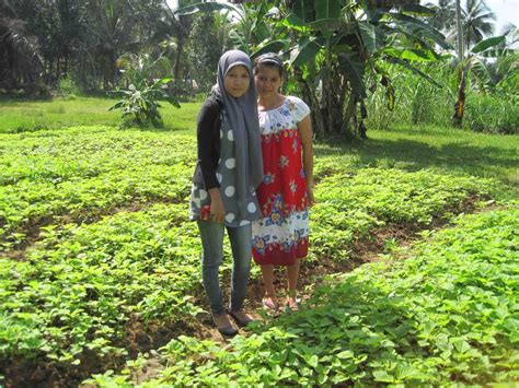 Komida Aceh Usaha Pertanian Sayur Bayam